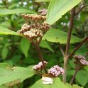 Callicarpa bodinieri var.giraldii P17